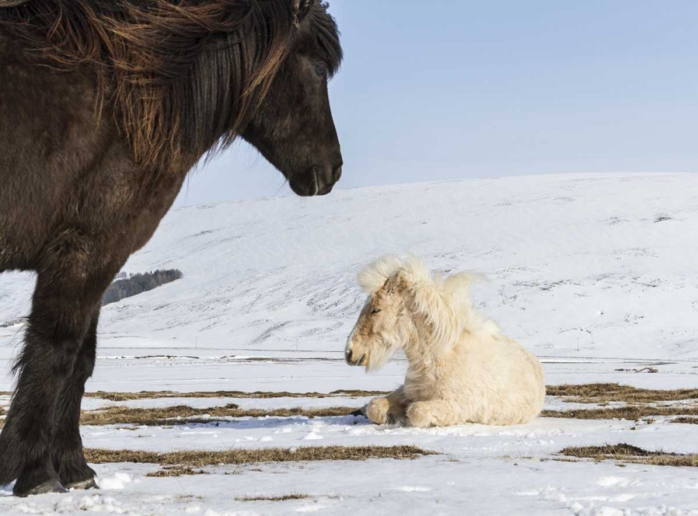 Iceland Icelandic horses art print by Bill Young for $57.95 CAD
