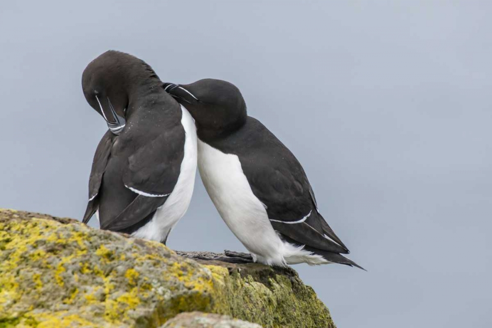 Iceland, Latrabjarg Razorbills courting art print by Cathy and Gordon Illg for $57.95 CAD
