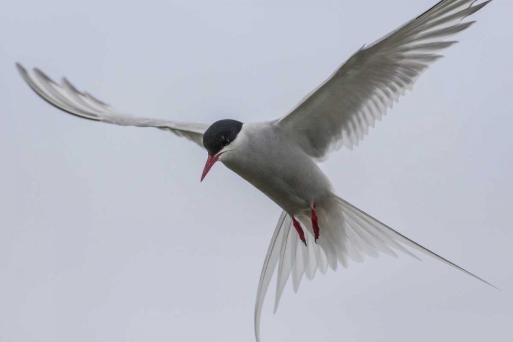 Iceland, Reykjavik Arctic tern hovering art print by Cathy and Gordon Illg for $57.95 CAD
