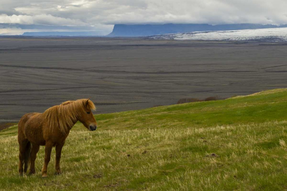 Iceland, Skaftafell NP Icelandic horse art print by Cathy and Gordon Illg for $57.95 CAD