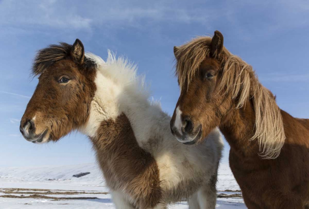 Iceland Icelandic horses art print by Bill Young for $57.95 CAD