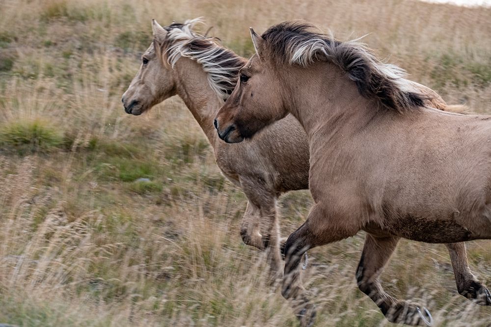 Pair of Icelandic horses run through a nearby field. art print by Betty Sederquist for $57.95 CAD