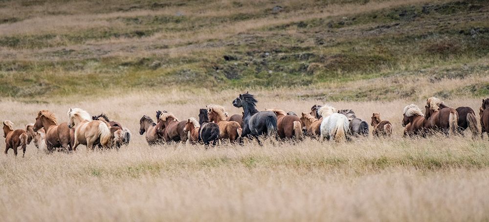 Icelandic horses are some of the most beautiful semi-free horses in the world-a special breed art print by Betty Sederquist for $57.95 CAD