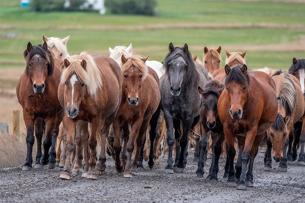 Herd of Icelandic horses travels along a road. art print by Betty Sederquist for $57.95 CAD