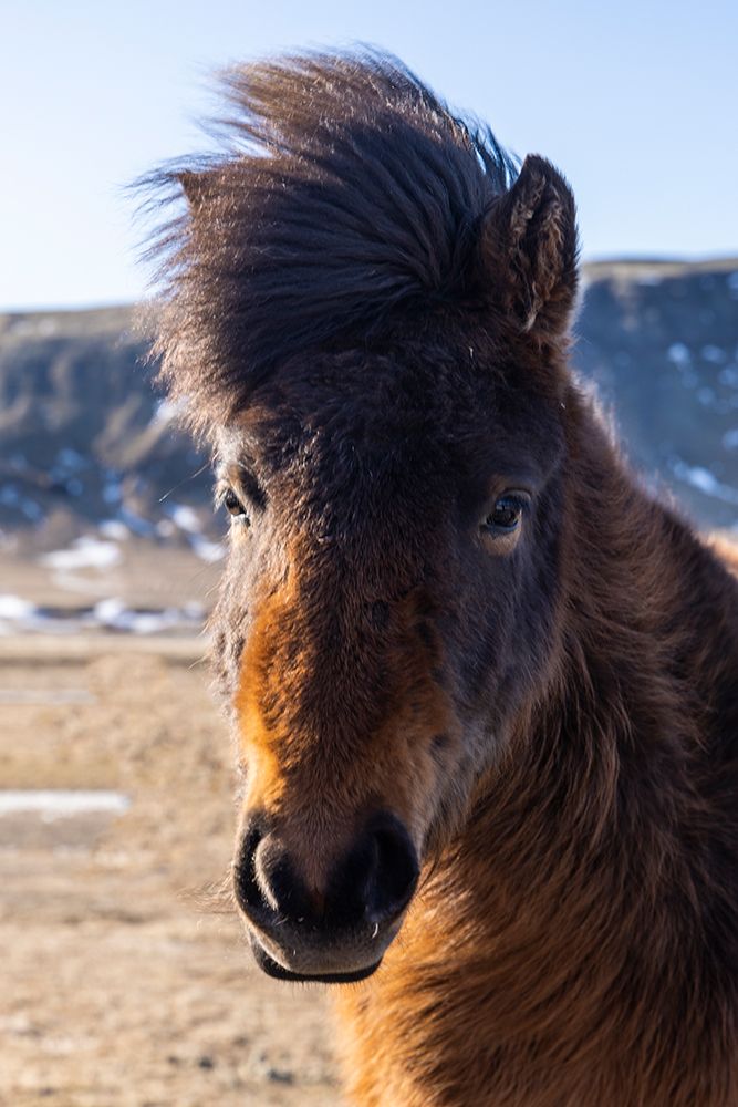 Iceland, Icelandic horse art print by Hollice Looney for $57.95 CAD