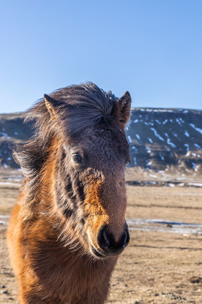 Iceland, Icelandic horse art print by Hollice Looney for $57.95 CAD