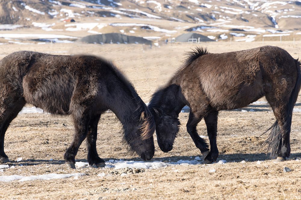 Iceland, Icelandic horses chipping at ice to eat art print by Hollice Looney for $57.95 CAD