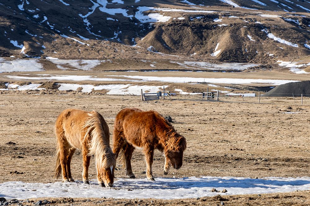 Iceland, Icelandic horses chipping at ice to eat art print by Hollice Looney for $57.95 CAD