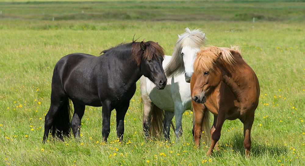 Horses on the ranch-south Iceland art print by Keren Su for $57.95 CAD