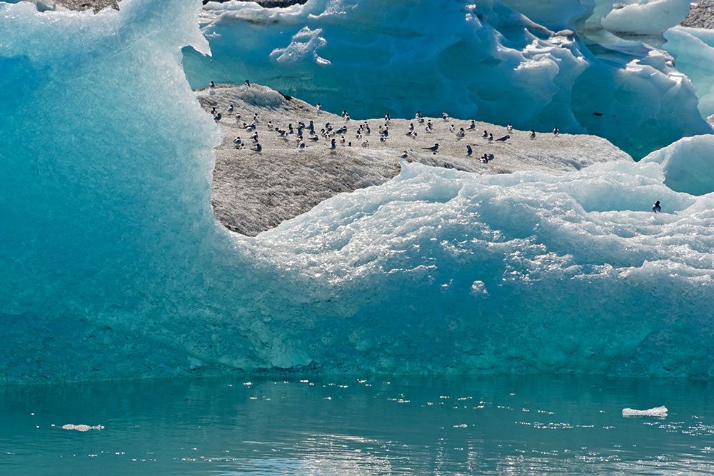 Birds on icebergs in Jokulsarlon Glacial Lagoon-Iceland art print by Keren Su for $57.95 CAD