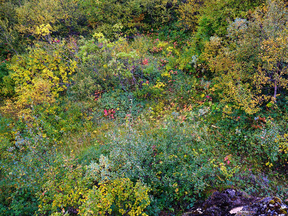 Colorful autumnal vegetation in Asbyrgi canyon in Vatnajokull National Park- Iceland art print by Martin Zwick for $57.95 CAD