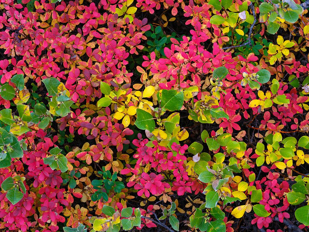 Colorful autumn forest at Lake Myvatn. Europe- Iceland art print by Martin Zwick for $57.95 CAD