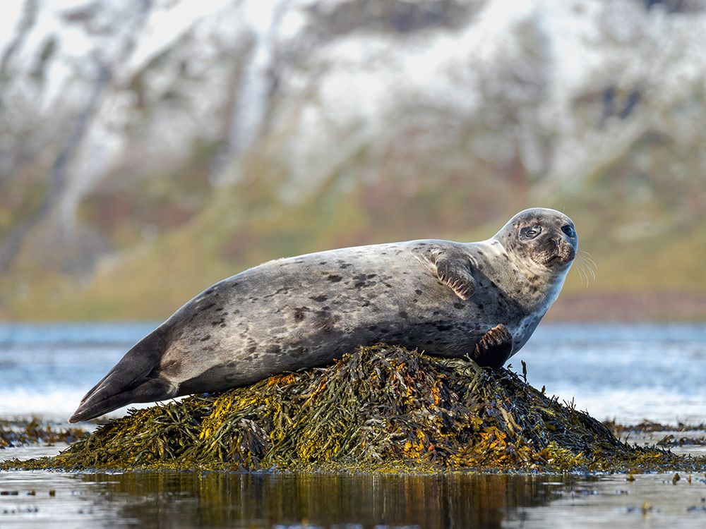 Harbor Seal near Djupavik in Iceland.-Strandir. Europe- Iceland art print by Martin Zwick for $57.95 CAD