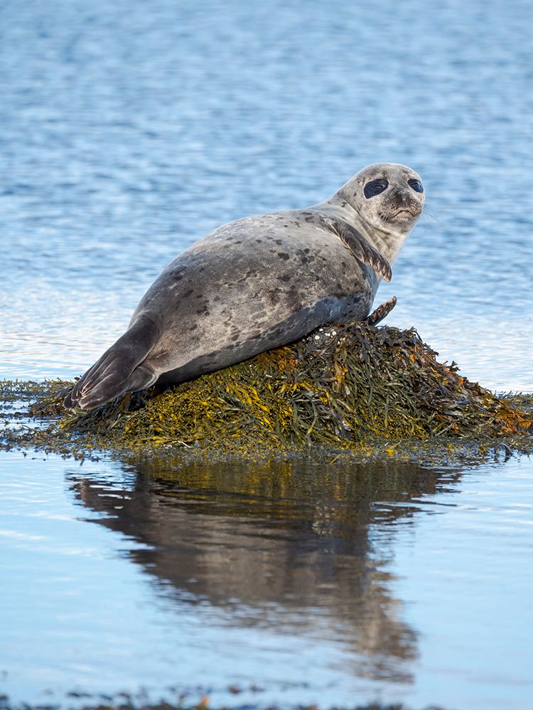 Harbor Seal near Djupavik in Iceland.-Strandir. Europe- Iceland art print by Martin Zwick for $57.95 CAD