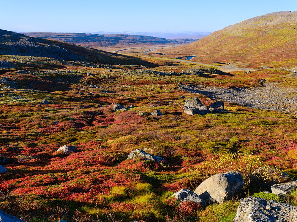 Iceland, colors of fall in Middalur at Steingrimsfjardarheidi during autumn. art print by Martin Zwick for $57.95 CAD