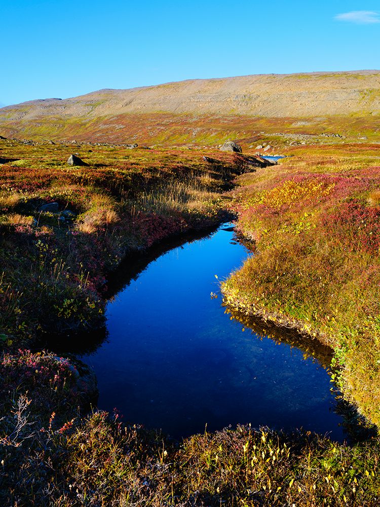 Iceland, colors of fall in Middalur at Steingrimsfjardarheidi during autumn. art print by Martin Zwick for $57.95 CAD