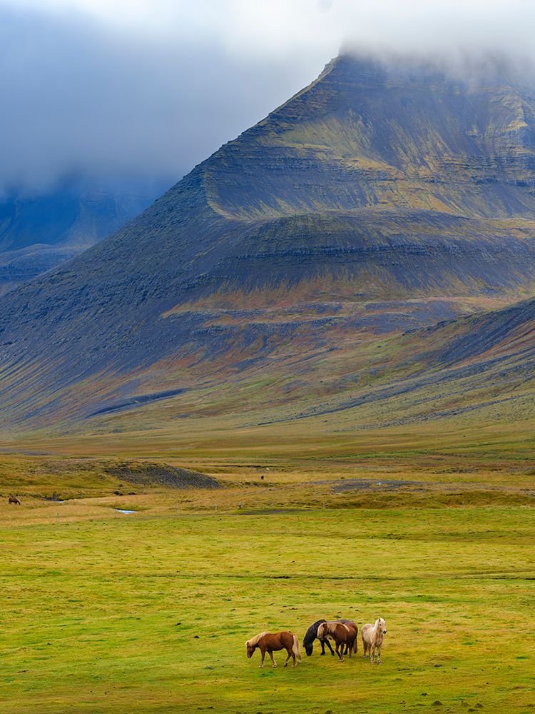 Iceland. Haukadalur in Dyrafjordur during autumn. art print by Martin Zwick for $57.95 CAD