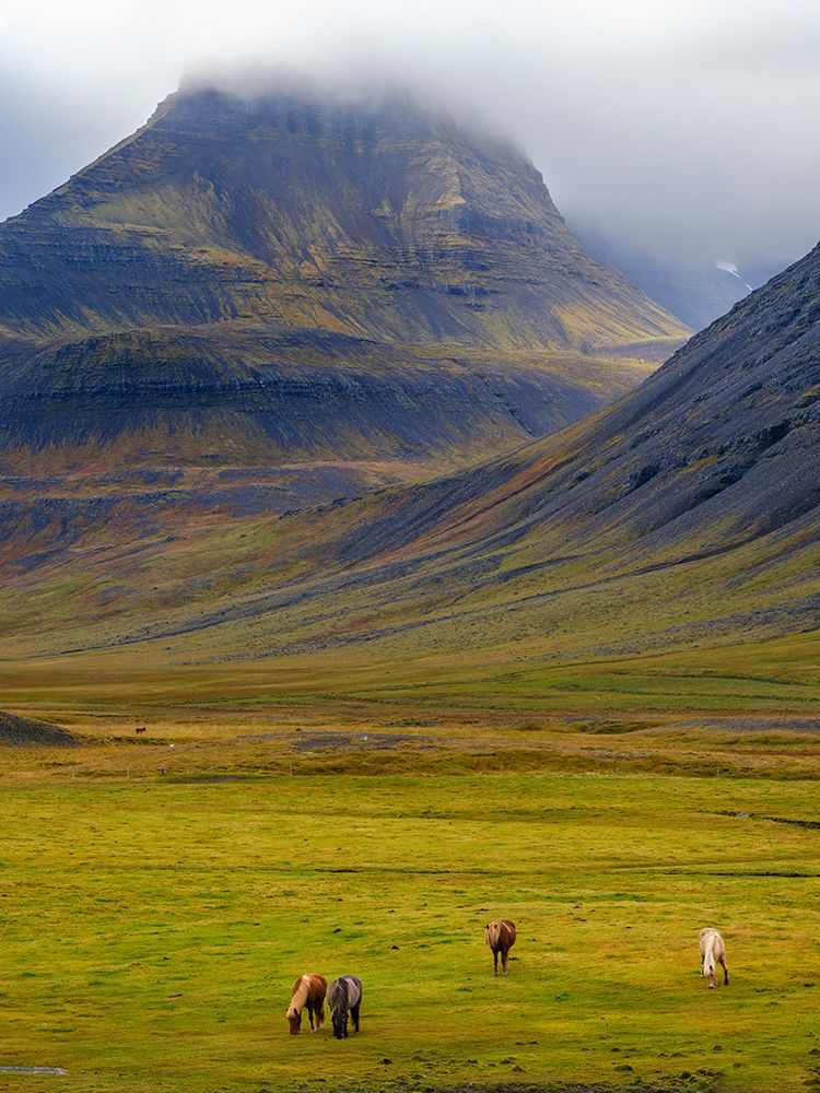 Iceland. Haukadalur in Dyrafjordur during autumn. art print by Martin Zwick for $57.95 CAD