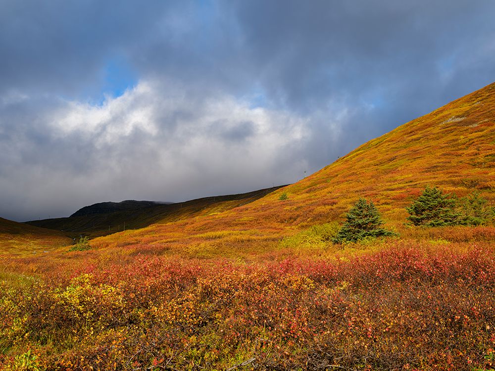 Iceland. Landscape in Tungudalur during autumn. art print by Martin Zwick for $57.95 CAD
