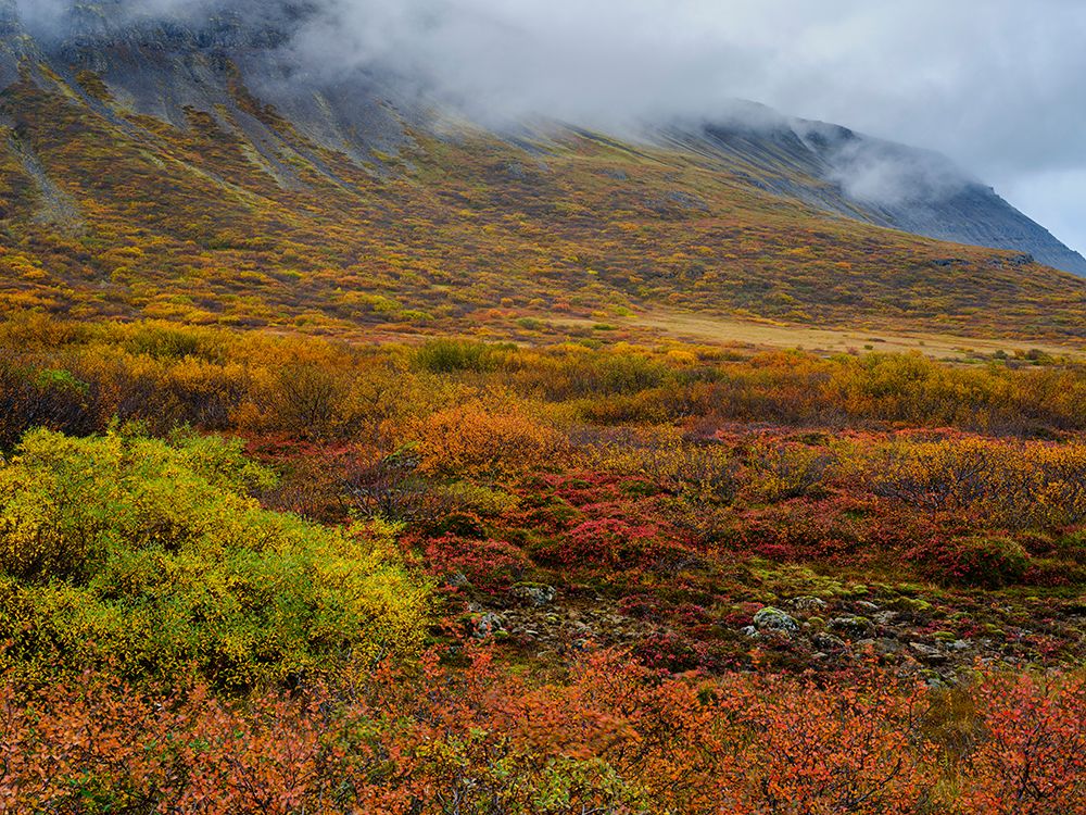 Iceland. Sunndalur in Trostansfjordur during autumn. art print by Martin Zwick for $57.95 CAD
