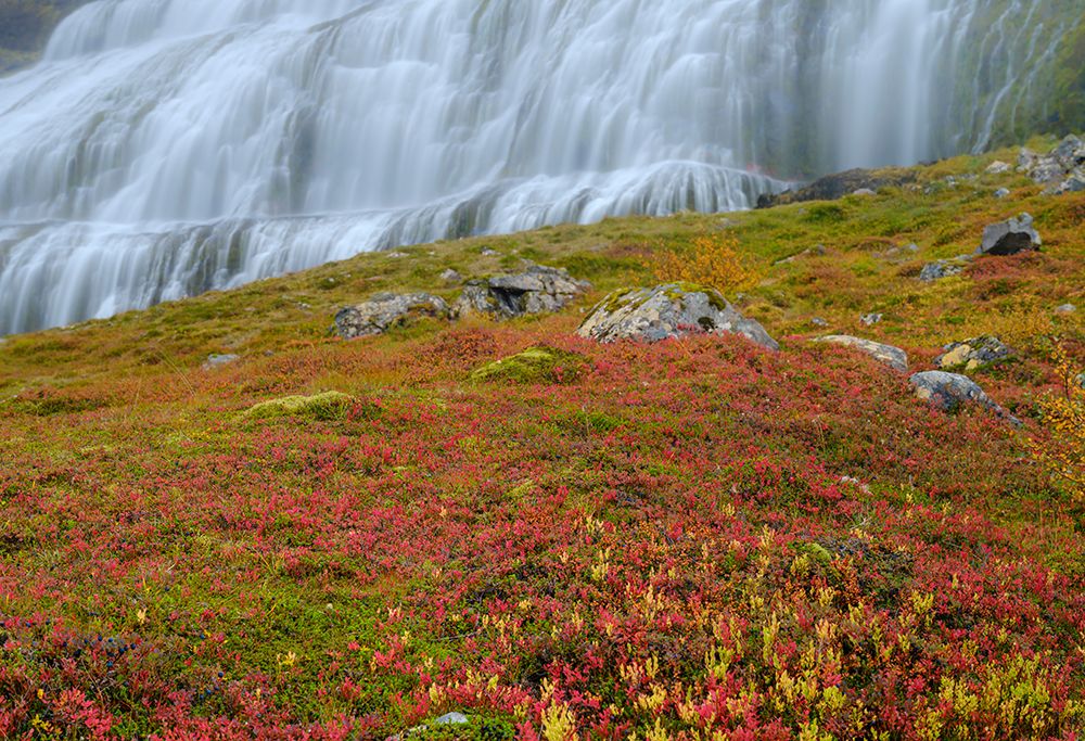 Iceland. Waterfall Dynjandi in Borgarfjordur during autumn. art print by Martin Zwick for $57.95 CAD