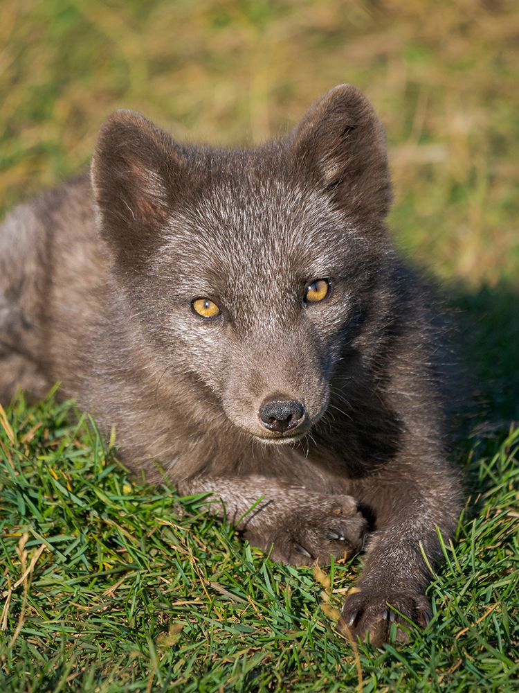 Young Arctic fox, blue morph, Arctic Fox Research Center. Iceland art print by Martin Zwick for $57.95 CAD