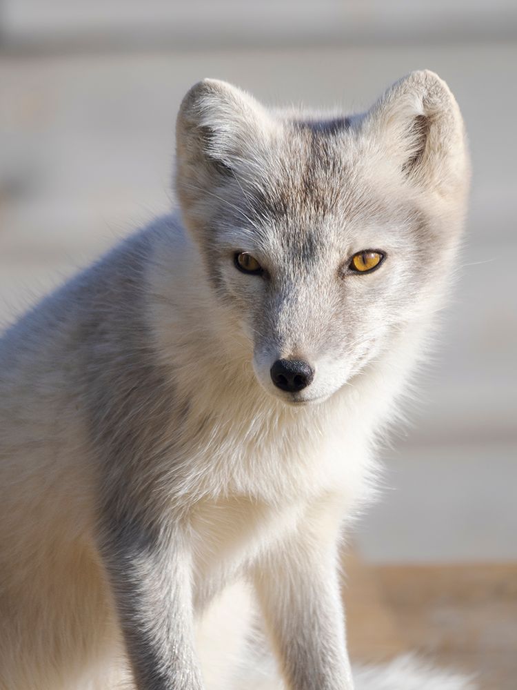 Young white Arctic fox,Melrakkasetur (Arctic Fox Research Center). Iceland art print by Martin Zwick for $57.95 CAD