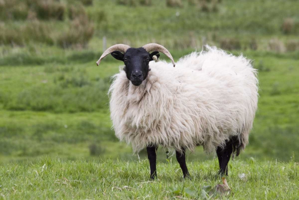 Ireland, Westport A sheep in the countryside art print by Wendy Kaveney for $57.95 CAD