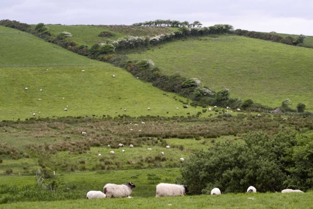 Ireland, Co Mayo, Westport Sheep in the country art print by Wendy Kaveney for $57.95 CAD