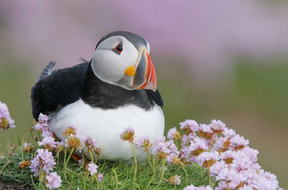 Ireland, Saltee Isl Atlantic puffin and flowers art print by Arthur Morris for $57.95 CAD