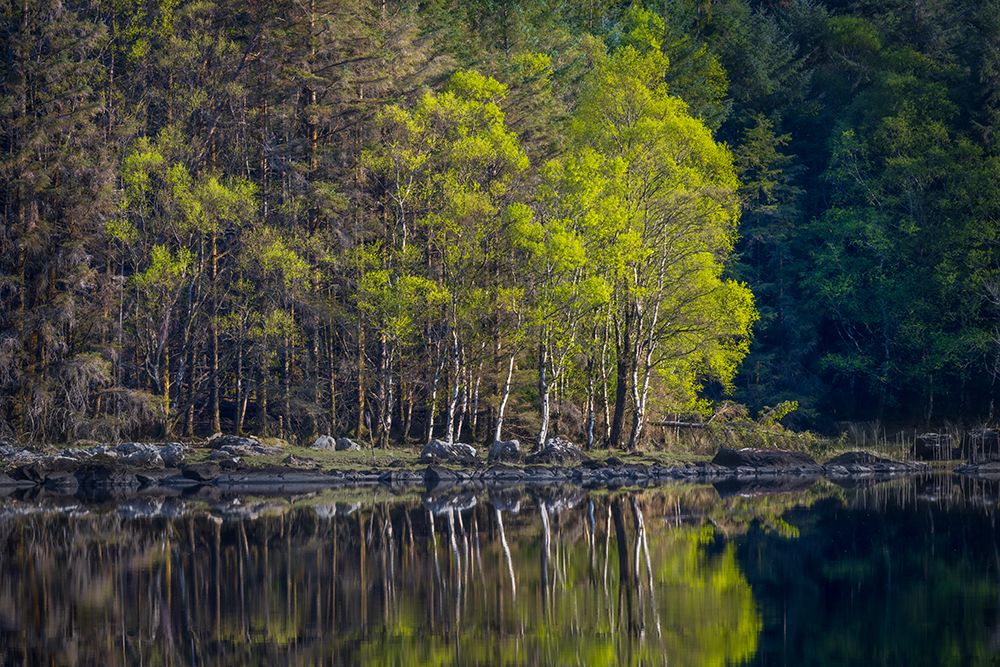 Ireland Forest and rock shore reflections on Lake Cummeenduff art print by Jaynes Gallery for $57.95 CAD