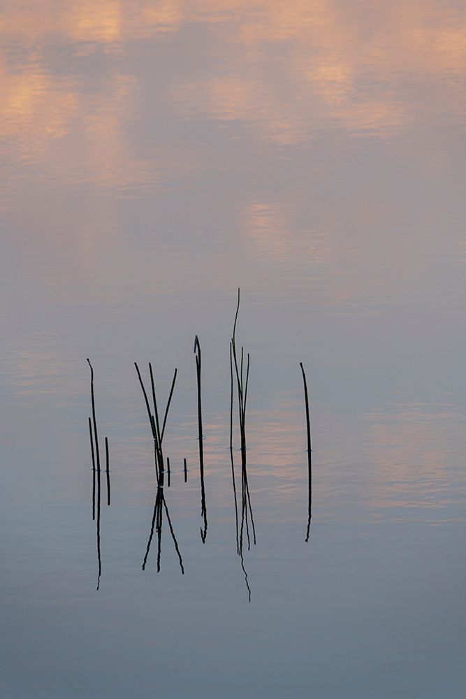 Ireland-Cork-Gougane Barra Reeds reflecting in water art print by Jaynes Gallery for $57.95 CAD