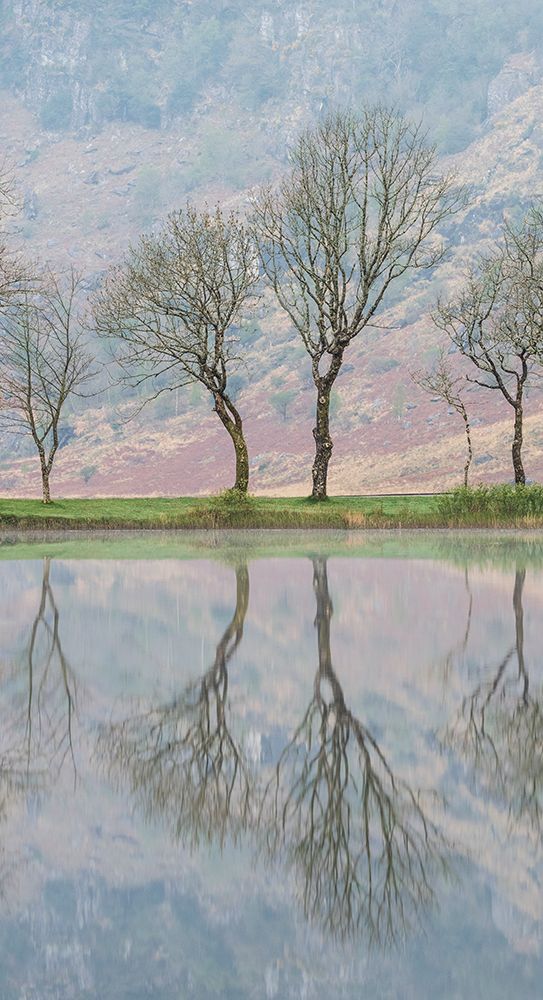 Ireland-Cork-Gougane Barra Tree and mountain reflections in lake art print by Jaynes Gallery for $57.95 CAD