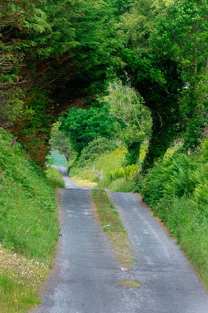 Green Trees wrap this back road in lush foliage-County Mayo-Ireland. art print by Betty Sederquist for $57.95 CAD