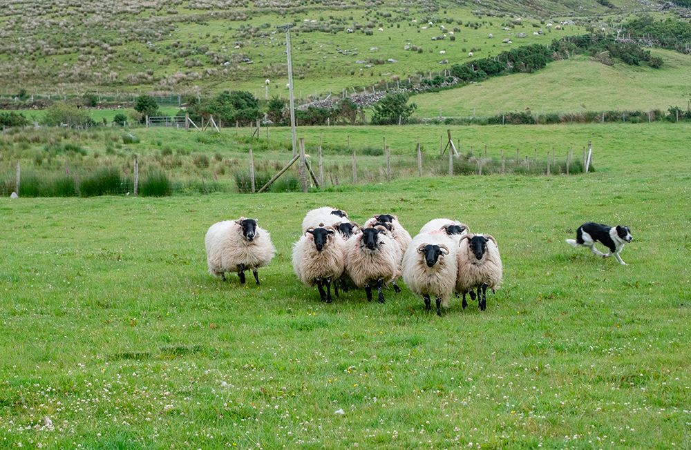 Sheep dog expertly guides sheep in rural County Mayo-Ireland. art print by Betty Sederquist for $57.95 CAD