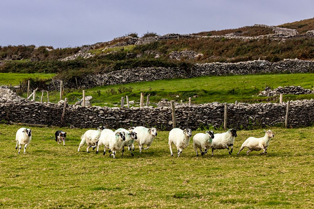 Border collie named Captain herding sheep at Famine Cottages near Dingle-Ireland art print by Chuck Haney for $57.95 CAD