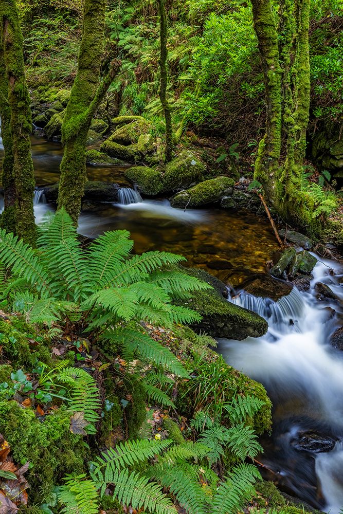 Torq Creek in Killarney National Park art print by Chuck Haney for $57.95 CAD