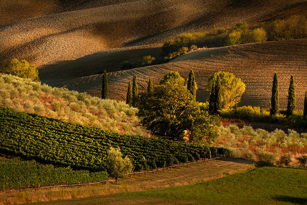 Afternoon light on vineyard and olive trees-Tuscany region of Italy art print by Adam Jones for $57.95 CAD