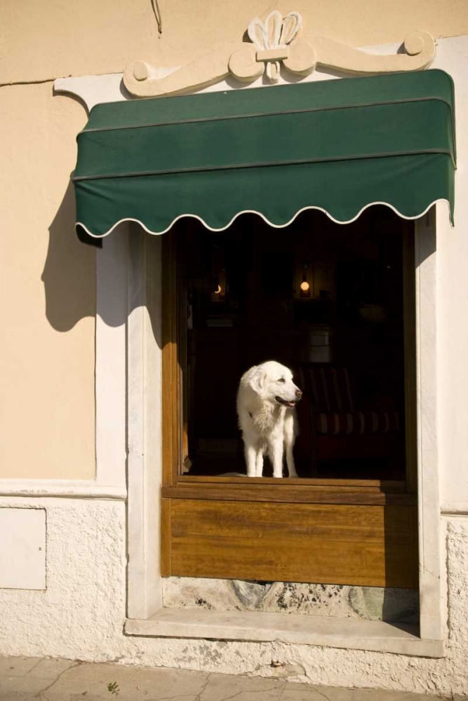 Italy, Cinque Terre, Monterosso A white dog art print by Wendy Kaveney for $57.95 CAD