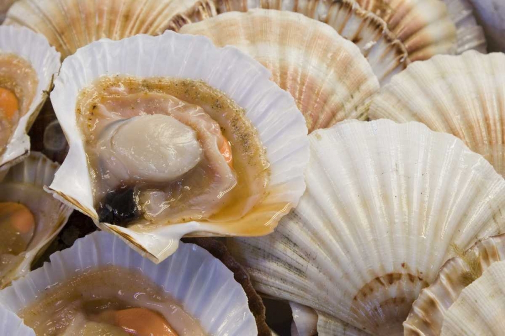 Italy, Venice Fresh scallops in their shell art print by Wendy Kaveney for $57.95 CAD
