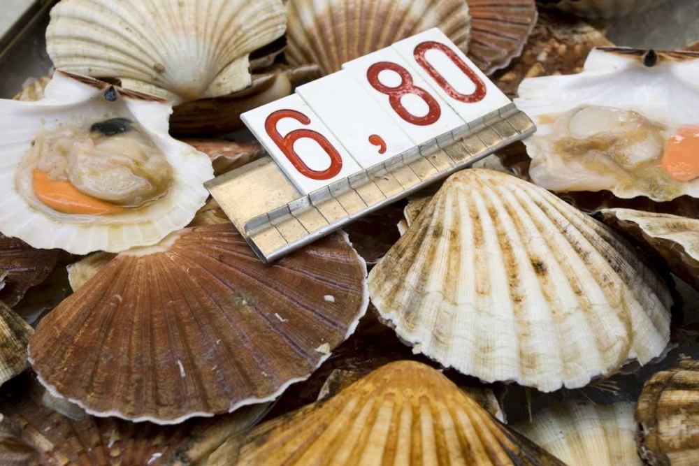 Italy, Venice Scallops for sale in the market art print by Wendy Kaveney for $57.95 CAD