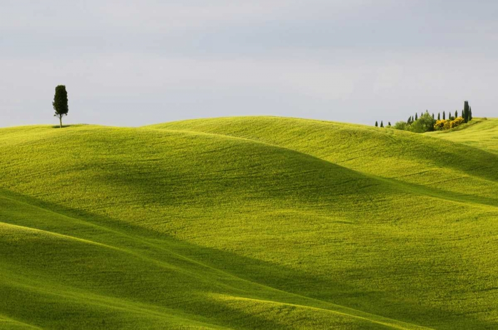 Italy, Tuscany Cypress tree and wheat fields art print by Marie Bush for $57.95 CAD