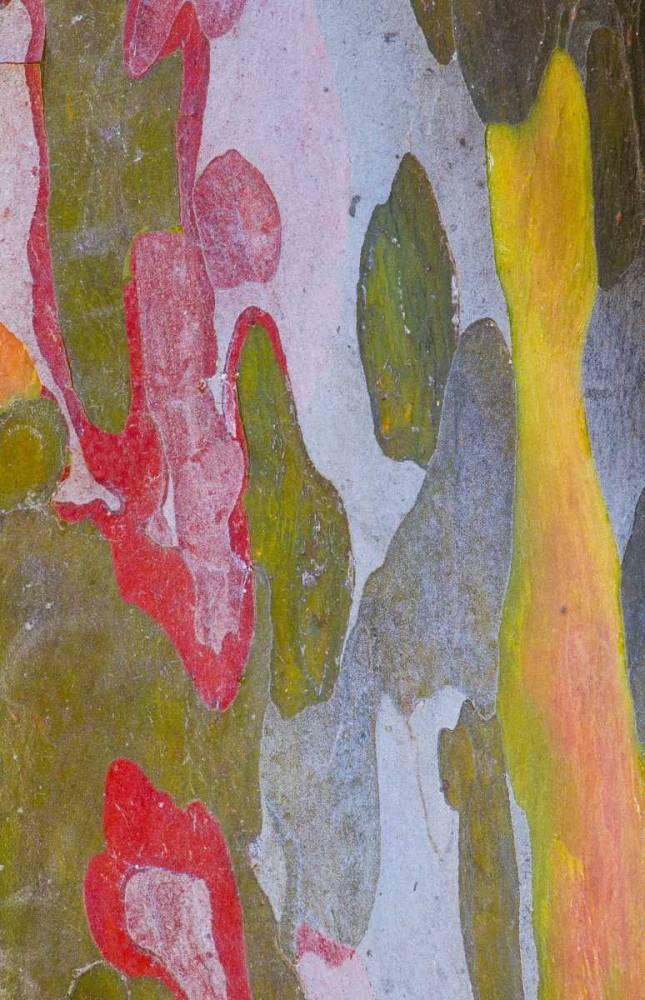 Italy, Tuscany Cypress tree bark patterns art print by Gilles Delisle for $57.95 CAD