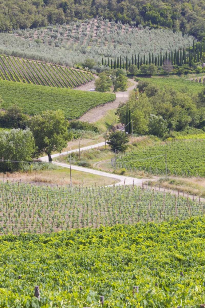 Italy, Radda Winery vineyards and olive groves art print by Gilles Delisle for $57.95 CAD
