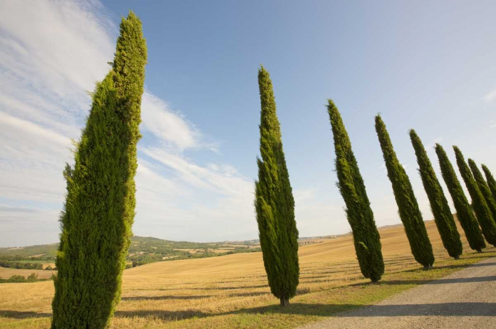 Italy, Tuscany Road and cypress trees art print by Gilles Delisle for $57.95 CAD