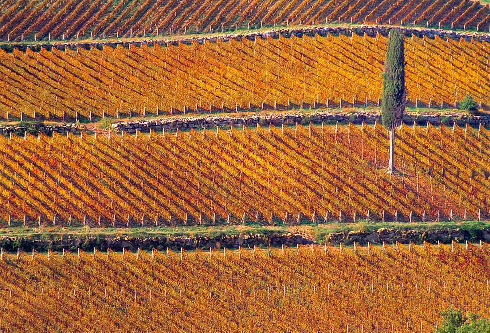 Europe-Italy-Tuscany-Vineyard in fall color and cypress tree art print by Jaynes Gallery for $57.95 CAD