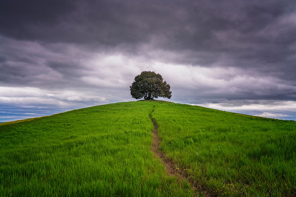 Europe-Italy-Tuscany-Val d Orcia-Trail to lone tree in farmland art print by Jaynes Gallery for $57.95 CAD