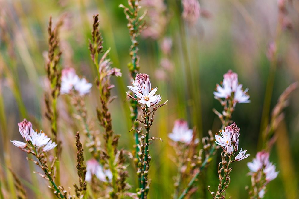 Messina Province-Caronia Wild flowers in a field near the medieval town of Caronia art print by Emily Wilson for $57.95 CAD