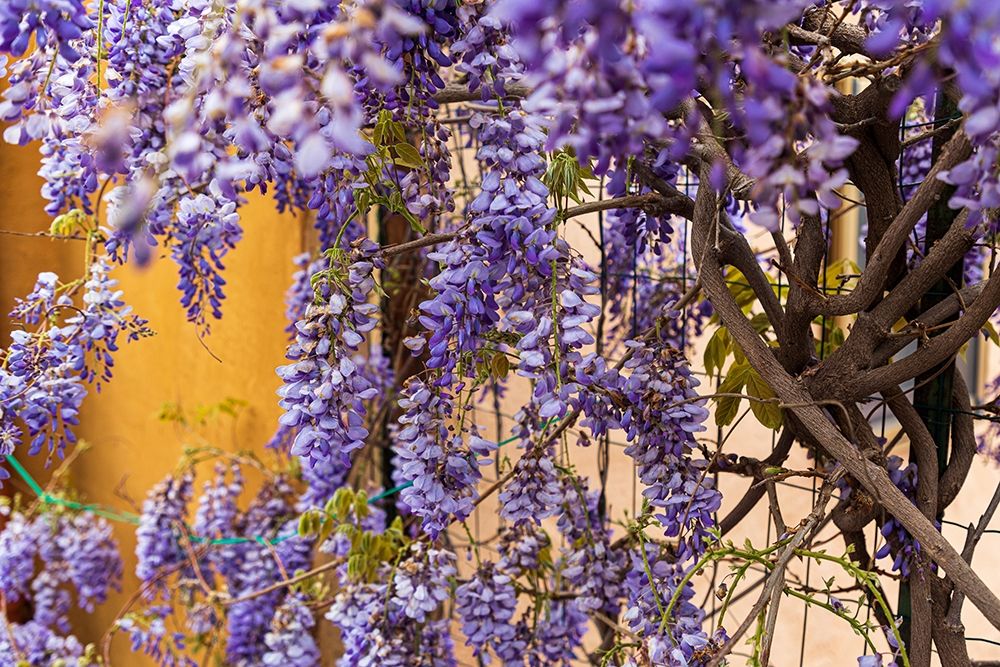 Messina Province-Tripi Wisteria flowers hanging in the medieval hilltop town of Tripi art print by Emily Wilson for $57.95 CAD