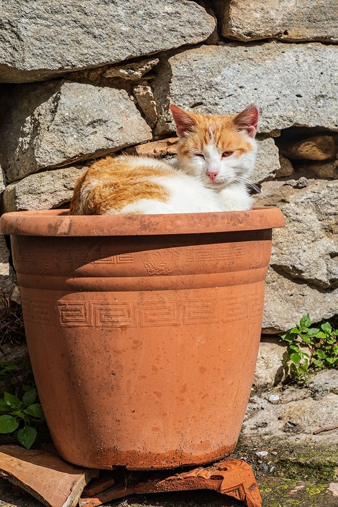 Messina Province-Montalbano Elicona Orange and white cat in terra cotta planter pot art print by Emily Wilson for $57.95 CAD